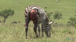 Zebras Natures Ultimate Prey  Horrifying Planet  Ep 1 [upl. by Neggem]