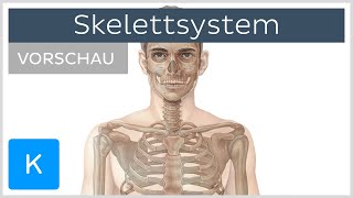 Skelettsystem  Aufbau und Funktion Vorschau  Kenhub [upl. by Leff]