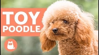 TOY POODLE  Characteristics Character and Care [upl. by Aihset]