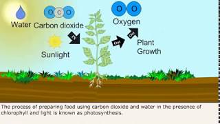 Class 7 Science  Autotrophic Nutrition in Plants [upl. by Norvell]