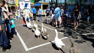 De Ganzenparade Kermis Purmerend [upl. by Mccready]