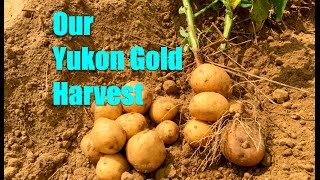 Our Yukon Gold Harvest [upl. by Faludi253]