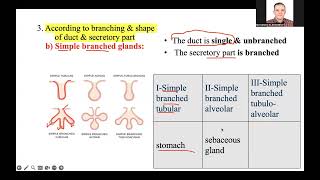 Histology  Glands introduction [upl. by Ardnoet]