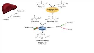 Ketone Body Synthesis  Ketogenesis  Formation Pathway and Regulation [upl. by Sanders518]