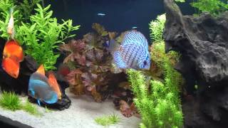 Aquário discos plantado 480 litros Discus Fish Aquarium [upl. by Fredie]