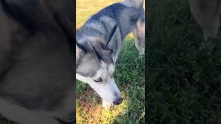 Husky finds pomsky playing hide and seek [upl. by Naraj548]