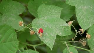 thimbleberry  Rubus parviflorus Identification and characteristics [upl. by Beatriz]