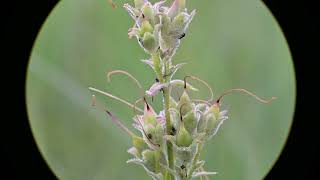 Penstemon gracilis Slender Beardtongue [upl. by Sartin500]