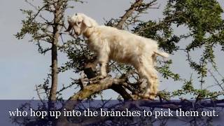 THE INCREDIBLE TREE CLIMBING GOATS OF MOROCCO [upl. by Baron]