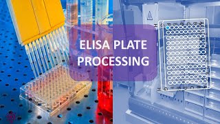 ELISA TEST PLATE PROCESSING [upl. by Newlin]