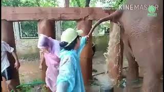 Vet work at Elephant Nature Park Expect the Unexpected  ElephantNews [upl. by Gnut]