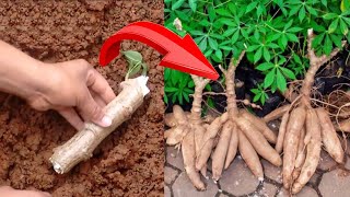 How to Plant Cassava Easy and Fast [upl. by Angil945]