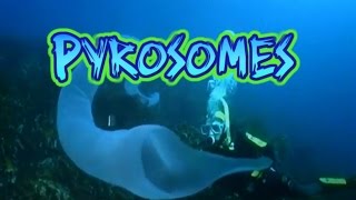 Pyrosome Facts [upl. by Sauncho]