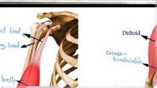 Upper limbMs of forearm amp hand NS action 2 by Dr Khaled Milad [upl. by Marcoux]