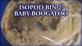 Isopod Bin 2 Baby Boogaloo [upl. by Isiad307]