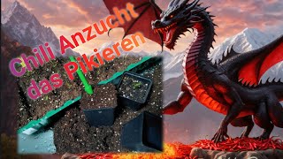 Das Pikieren  Vereinzeln der Chilipflanzen [upl. by Silver]