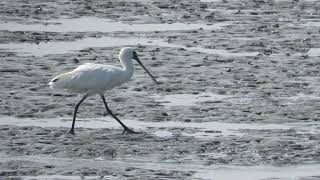 Blackfaced Spoonbill [upl. by Hillegass650]