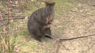 Kleines Känguruh mit einem Jungen im Beutel Australia [upl. by Elleinet]