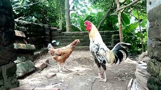 Rooster and Hen Clucking  Chicken Video  Hen Sound [upl. by Horter885]