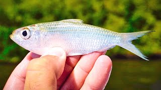 Fishing Live Greenbacks Around Mangroves  How To Catch Your Own Bait [upl. by Bev802]