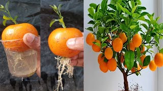 Growing orange tree from orange with water propagate orange tree step by step [upl. by Marilee199]