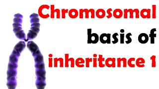 Chromosomal basis of inheritance 1 [upl. by Rosenfeld626]