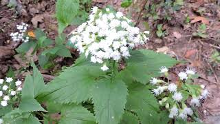 Capital Naturalist White Snakeroot [upl. by Grodin]