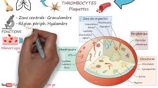 THROMBOCYTES  Plaquettes [upl. by Aremahs]