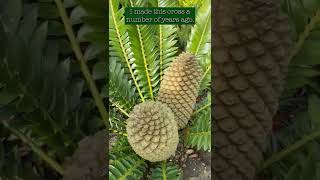 Encephalartos transvenosus x latifrons  Cycad Pollination 2022  Encephalartos woodii Debutant Ball [upl. by Enyaw]