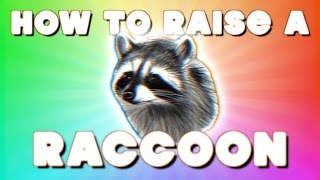 HOW TO RAISE A RACCOON [upl. by Wolfson]