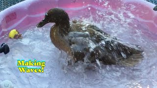 Cute Duck Makes A BIG Splash Khaki Campbell Is Making Waves [upl. by Curnin]