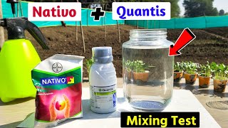 Syngenta Quantis  Nativo Bayer  Experiment  mix testing [upl. by Nwahsaj]