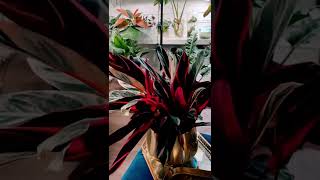 Calathea  prayer plant  the gorgeous Stromanthe Triostar [upl. by Yniatirb]