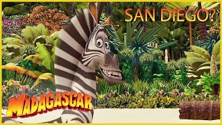 DreamWorks Madagascar en Español Latino  Es San Diego  Madagascar  Dibujos Animado [upl. by Akiaki833]