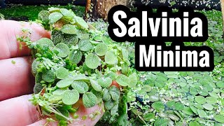 Salvinia Minima Care amp Growth Benefits [upl. by Ikaz]