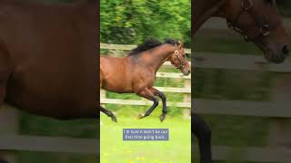 Jack Finegan discusses his foal by Horse of the Year Ghaiyyath shorts [upl. by Nirtak31]