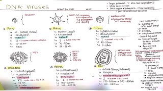 DNA Viruses ssDNA dsDNA pdsDNA [upl. by Alverta]