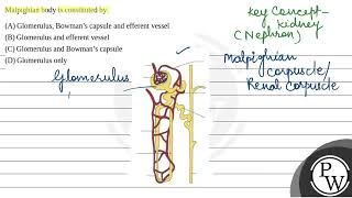 Malpighian body is constituted by [upl. by Ehrsam]