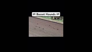 Basset Hounds love racing Shorts FYP GoViral DogLover [upl. by Kazim818]