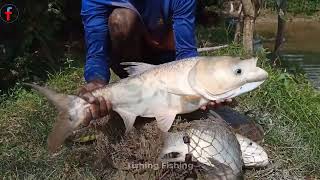 Net Fishing Mastery in Village Pond  Unbelievable Big Fish Catches [upl. by Lechner102]