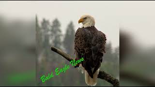 BALD EAGLE NEWS  ALL NEW CHANNEL  DULLES GREENWAY EAGLE NEST ROSA VISITS THE NEW NEST [upl. by Betthezul]