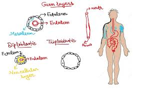 Diploblastic  Triploblastic  Coelom  coelomate  Phylums of Animal Kingdom Part 3 [upl. by Custer]