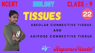 TISSUES  AREOLAR AND ADIPOSE CONNECTIVE TISSUE  CLASS  9  BIOLOGY [upl. by Froemming114]