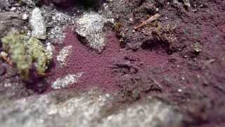 Collembola Springtails on Mt Worcester [upl. by Bevin]