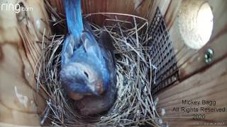 Bluebirds aggressively attack a Cowbird [upl. by Adachi]