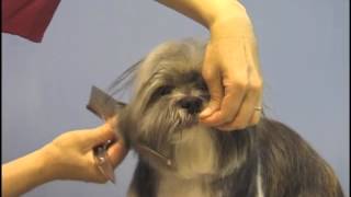 Shih Tzu Grooming Long Hair Clip  Pet Grooming Studio Richmond Hill ON [upl. by Elahcar81]