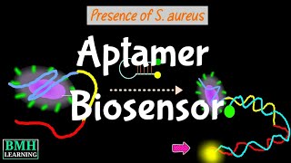 Aptamer Biosensor  Aptamer Based Biosensors  Aptasensors [upl. by Caria]