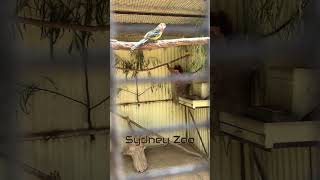 A Day at Sydney Zoo Part 04 Bungarribee  Sydneys Best Attraction Australia [upl. by Herzel944]