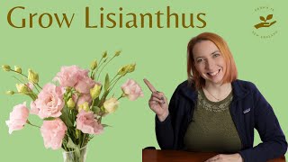 Growing Lisianthus from seed All you need to know [upl. by Nauqas]