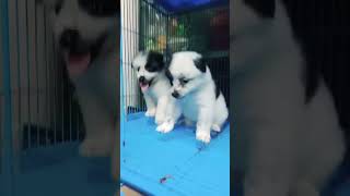 keeshond dog puppy price in Bangladesh [upl. by Natsyrk98]